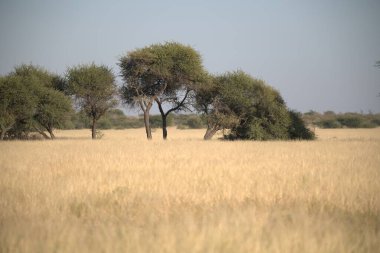Afrika savanasının güzel manzarası