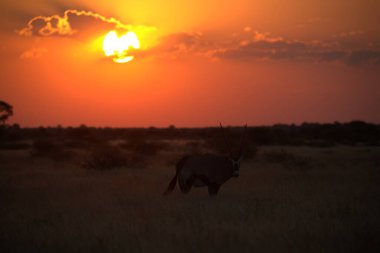 Afrika savanındaki zürafa