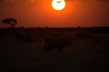 Çölde güzel bir gün batımı, Kenya.