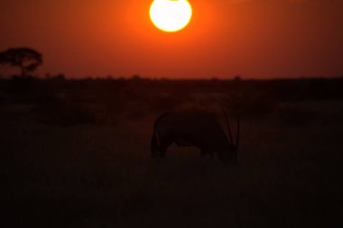 Afrika savanındaki zürafa