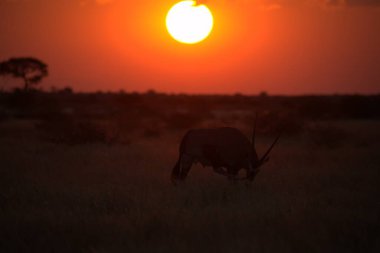Çölün ortasında ağaçların ortasında kızıl bir boğayla kara bir günbatımı..