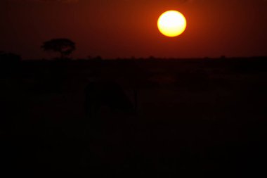 Afrika Savanasının silueti Gün doğumunda, Afrika