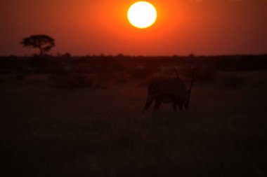 Günbatımında Afrika çalı aslanı, Kruger Ulusal Parkı, Güney Afrika