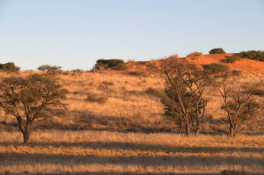Kuru bir ağacın dikey görüntüsü.