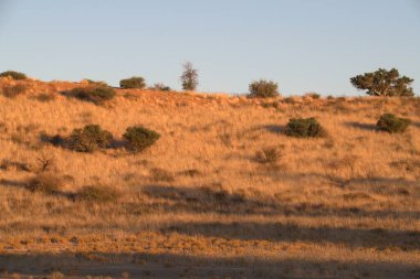 Dağlarda bir ağacı olan güzel bir manzara.