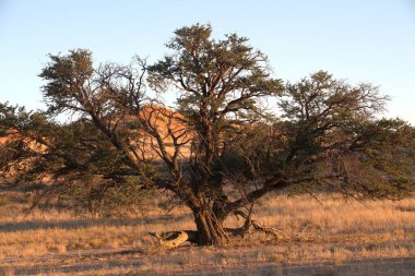 Çölde kayaları olan ağaç.