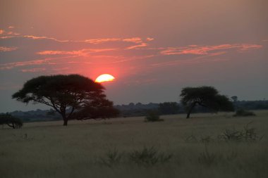 Kenya 'nın ortasında güzel bir günbatımı.