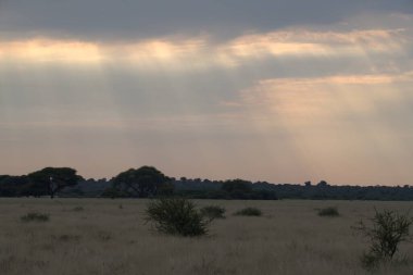 Ağacı ve tarlası olan güzel bir manzara.