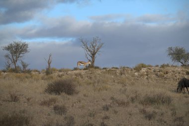 Çölde güzel bir at resmi.
