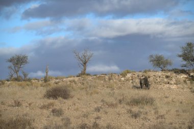 Bir çölde yürüyen adam