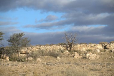 Çöldeki bir ağacın dikey görüntüsü.