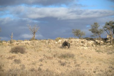 Çölde vahşi bir at