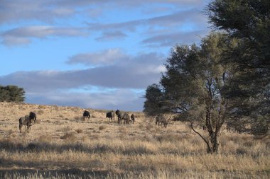 Bir çayırda otlayan vahşi keçi sürüsü.