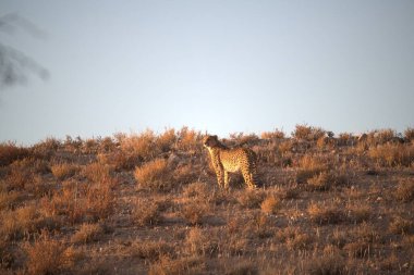 Namibya bozkırında vahşi Afrika çitası
