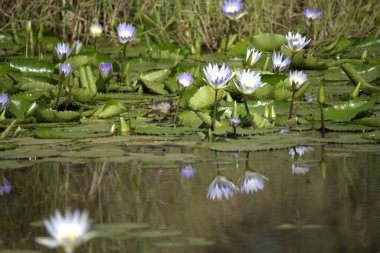 Bahçedeki güzel çiçekler
