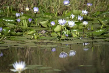 Gölette nilüfer çiçeği