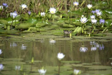 Sudaki güzel nilüfer çiçeği