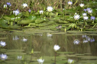 Gölette güzel nilüfer çiçeği