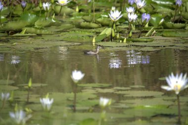 Gölde güzel beyaz çiçekler