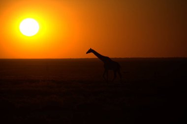 Afrika savanındaki zürafa