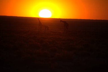 Zürafalar savana içinde