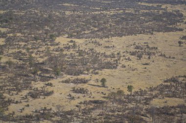 Ölü ağacın manzarası.