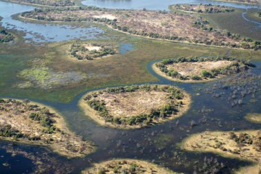 Florida 'da bataklık.