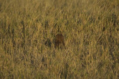Avrasya baykuşu (athene bubo), kuş, doğa