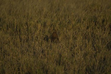 Kırmızı kuyruklu tilki (panthera vulpes) Şafak vakti yeşil çimlerde yürüyor