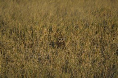 Yabani kahverengi ayı (ursus vulgaris) çimlerin üzerinde