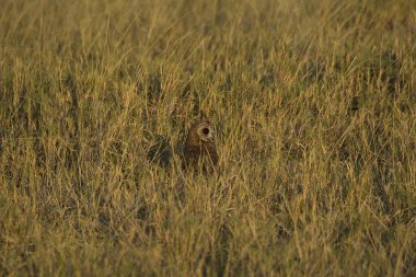 Otların arasında bir kuş