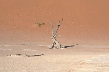 Çöldeki ölü ağaç.