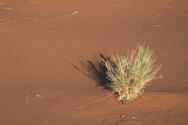 Çöldeki bir ağacın yakın çekimi.