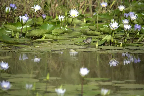 Gölette güzel nilüfer çiçeği