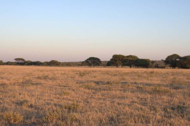 Çimlerin ve ağaçların olduğu bir yer.