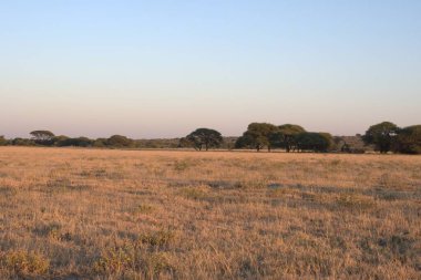 Savanadaki vahşi bir Afrika savanasının güzel bir görüntüsü.
