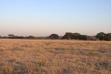 Akşamları çimenlik bir arazi ve güneş ışığı altında ağaçlar.
