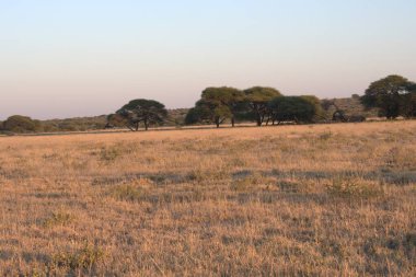 Kenya 'da sabah savananın manzarası