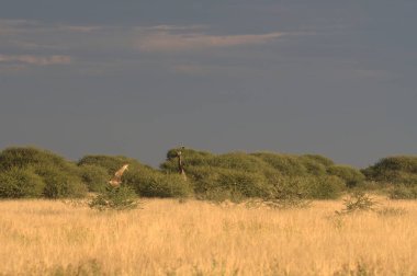 Afrika bozkırlarında güzel vahşi kuşlar