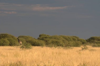 Namibya 'daki savana