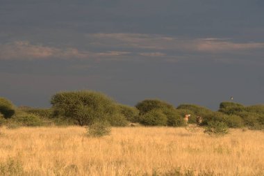 Bosha Gev Parkı 'nın sabah manzarası.