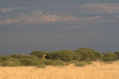 Arka planda çimen olan güzel bir ağaç manzarası.
