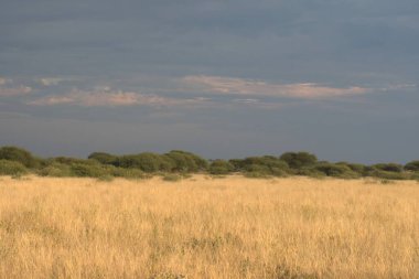 Ağacı ve bulutlu gökyüzü olan güzel bir manzara.