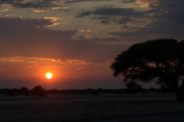 Afrika 'da savananın üzerinde güzel bir gün batımı
