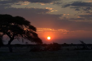 Çölde ağaçlarla güzel bir gün batımı