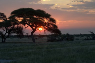 Savanadaki güzel bir ağaç görüntüsü.
