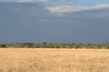 Kenya savanındaki Afrika savanasının manzarası.