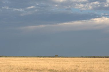 Kuru bir ot ve mavi bir gökyüzünün altında bir ağacın olduğu güzel bir çayır manzarası.