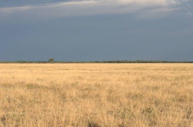 Ağaçlarla kaplı güzel bir manzara.