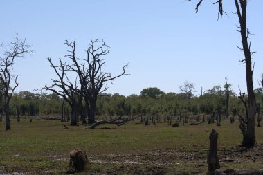 Ağaçlar, doğa, flora, fauna, doğa, çevre, orman, bitki örtüsü